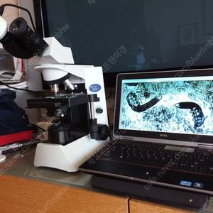 올림프스 모낭충관찰 현미경