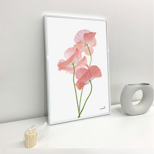 미사용 풍수 액자 양귀비 꽃그림 캔버스 포스터