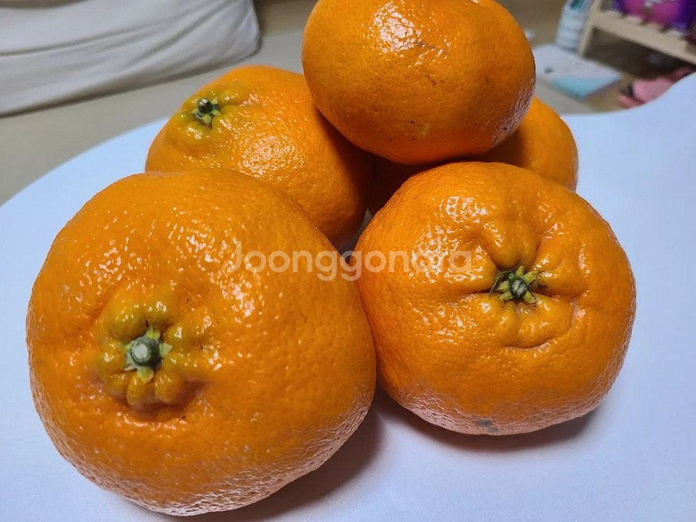 레드향 황금향판매합니다.--2