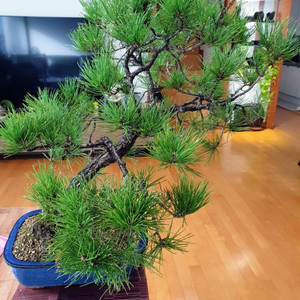 해송,해송분재,소나무,식물,분재 양도 합니다