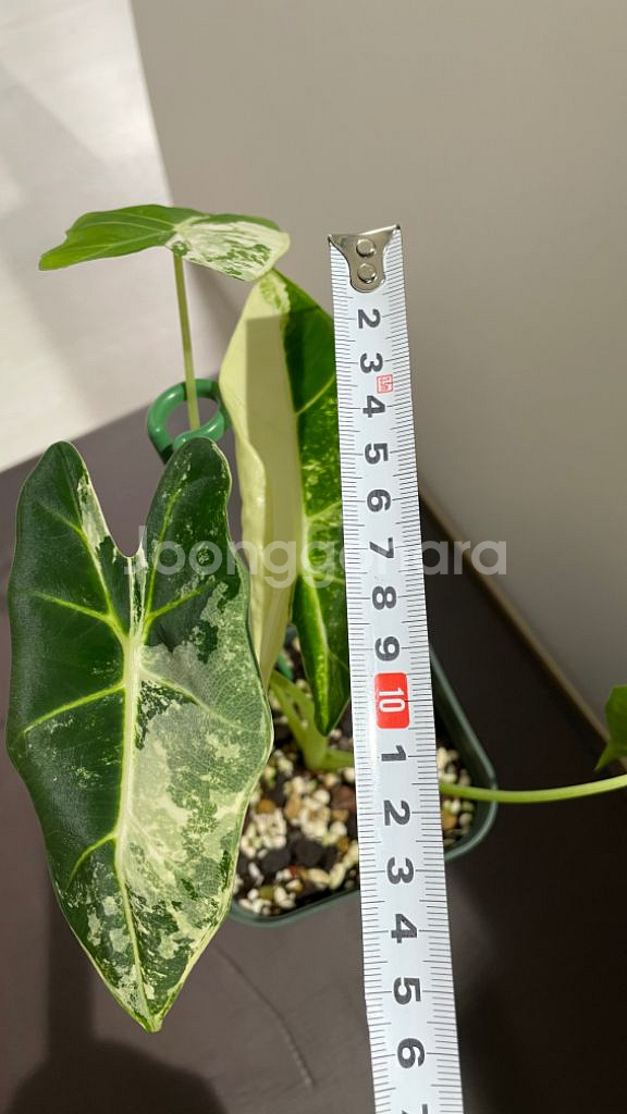 알로카시아 무늬프라이덱--2