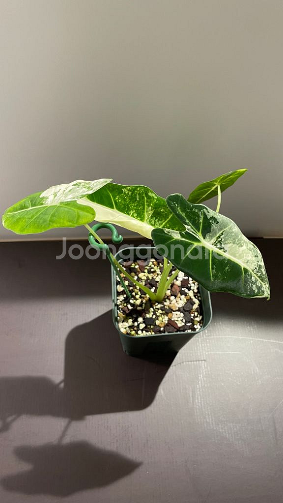 알로카시아 무늬프라이덱--1