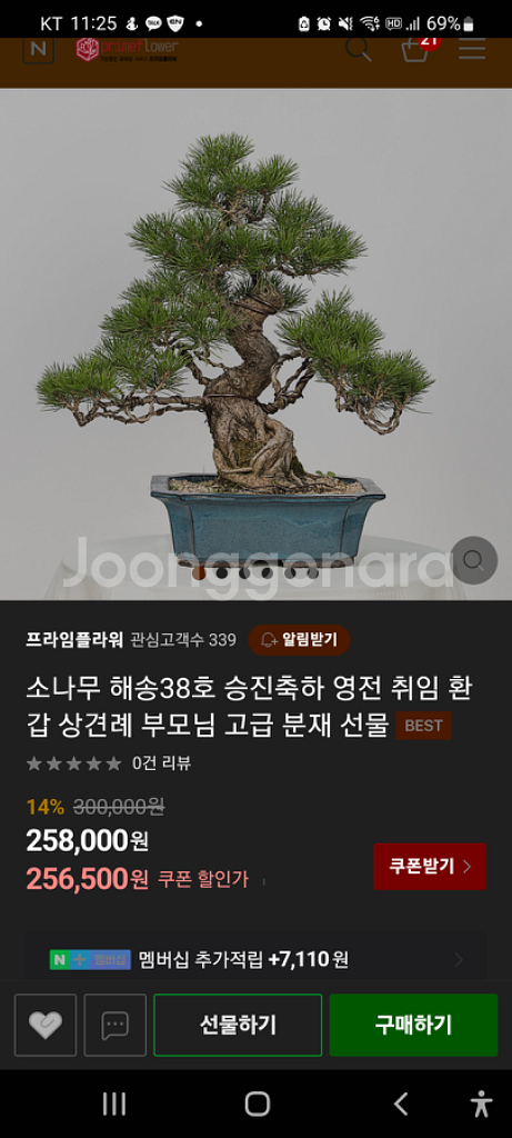 고급 소나무 분재--1