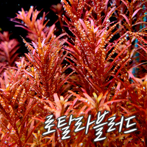 (택배)수초 모음 붉은수초 구피 새우 은신처 초보 폭번
