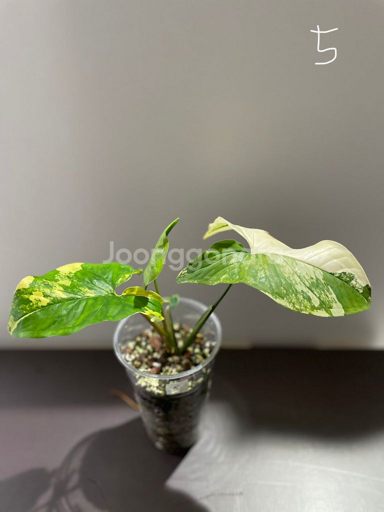 옐로우 싱고니움--1