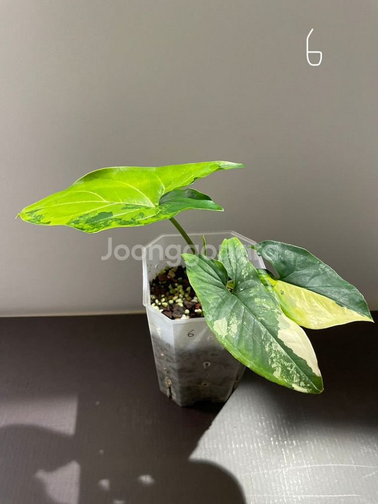 옐로우 싱고니움--2