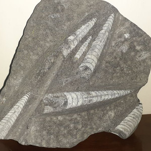 오소세라스 화석