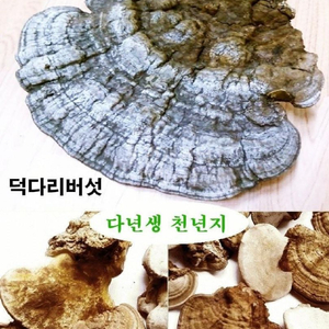 직접 채취한 국내자연산 다년생/천년지 백영지버섯(덕다리