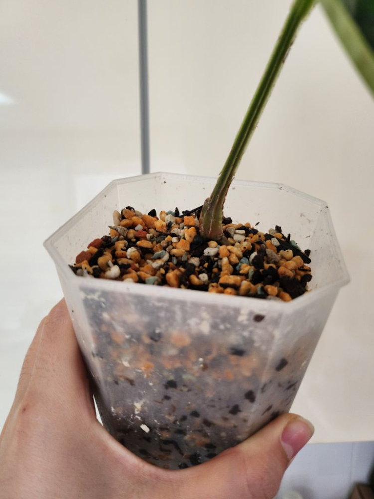 안스리움럭셔리안스--1