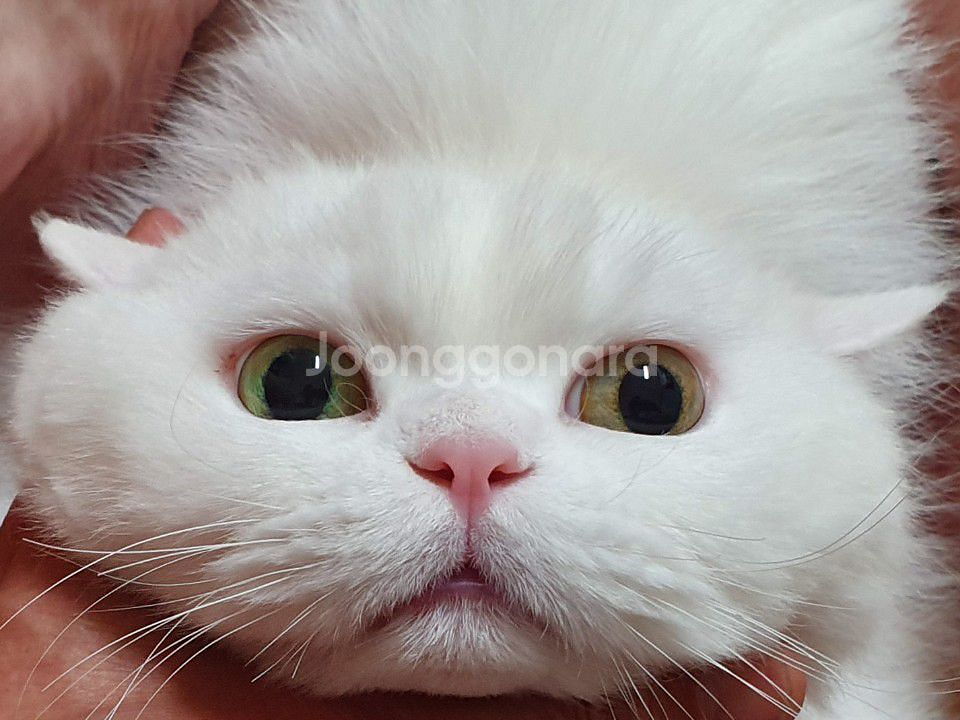 로스트사가 장비구매--0