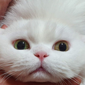 로스트사가 장비구매