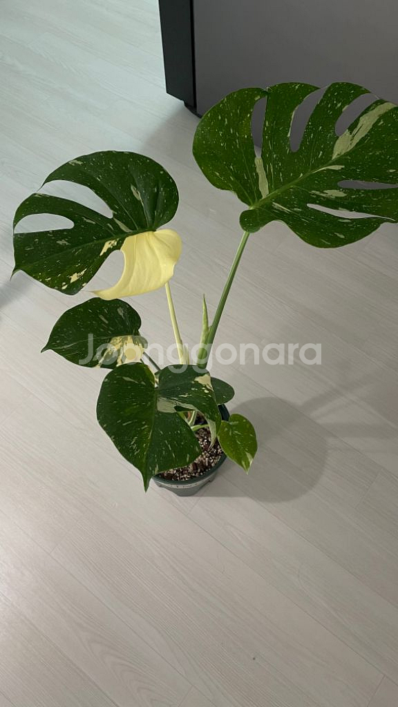 무늬몬스테라--1