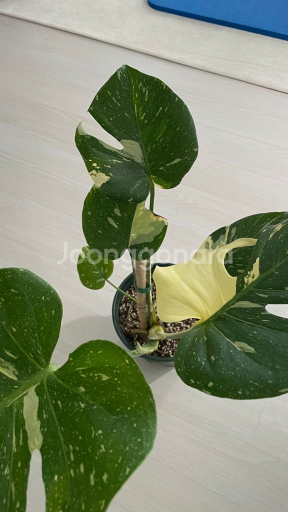 무늬몬스테라--2