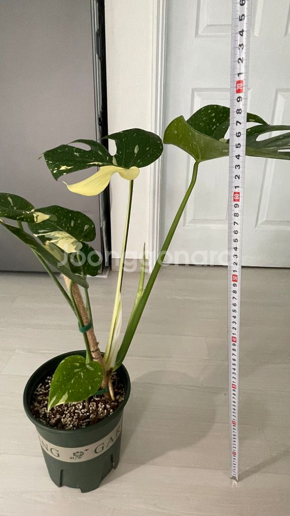 무늬몬스테라--4