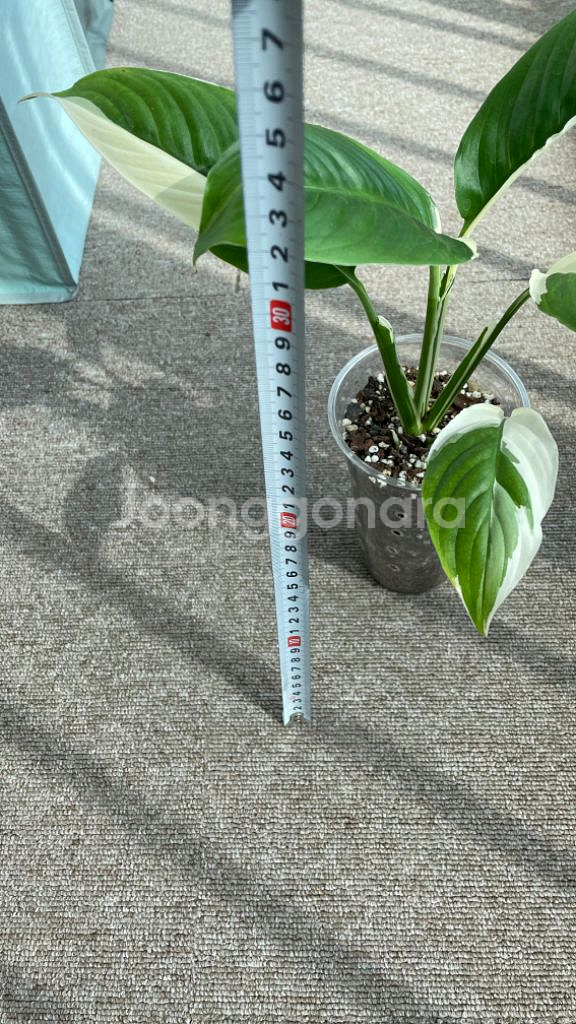 무늬스파트필름 피카소--3