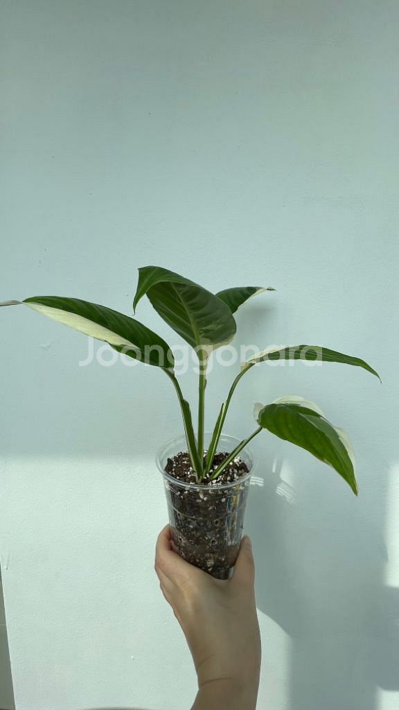 무늬스파트필름 피카소--1