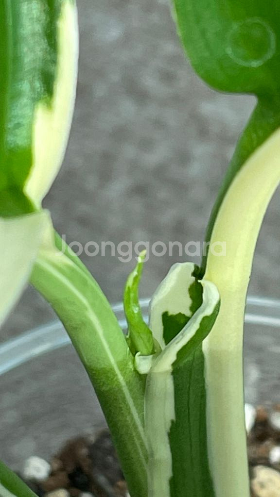 무늬스파트필름 피카소--5