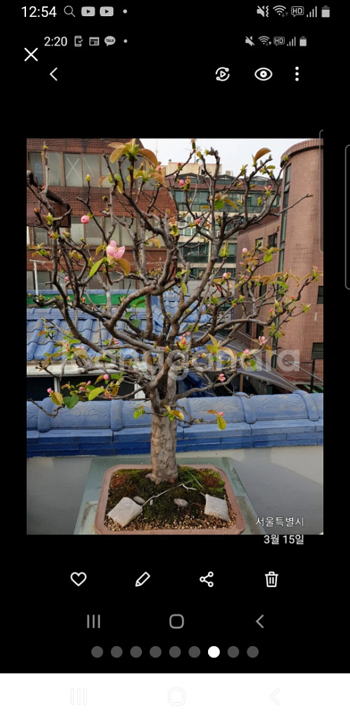 수령 45년 이상된 모과 나무분재 식물,꽃,화초 원예--3