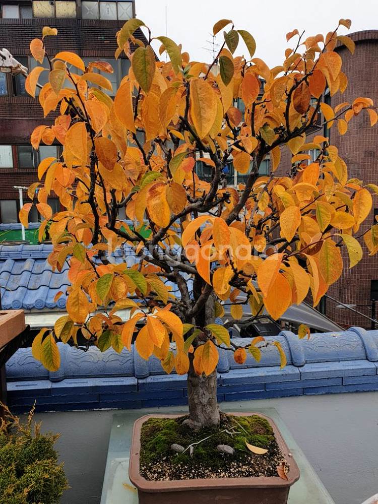 수령 45년 이상된 모과 나무분재 식물,꽃,화초 원예--4