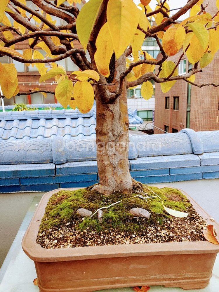 수령 45년 이상된 모과 나무분재 식물,꽃,화초 원예--5