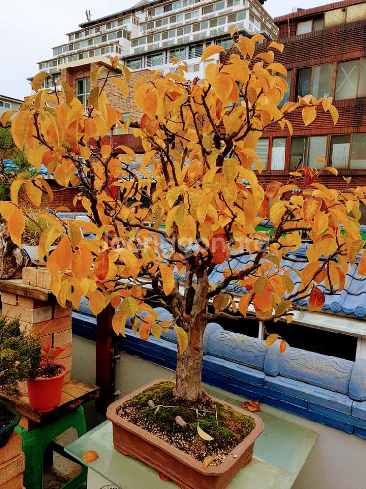 수령 45년 이상된 모과 나무분재 식물,꽃,화초 원예--6