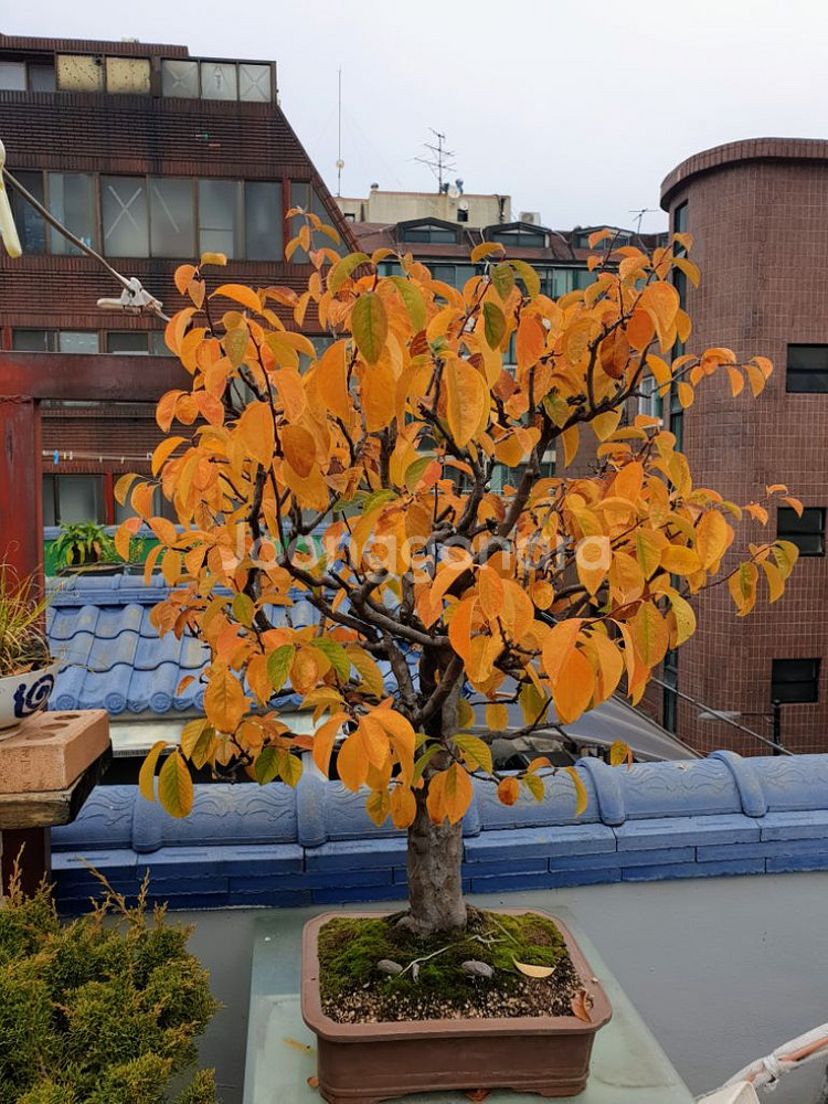 수령 45년 이상된 모과 나무분재 식물,꽃,화초 원예--7