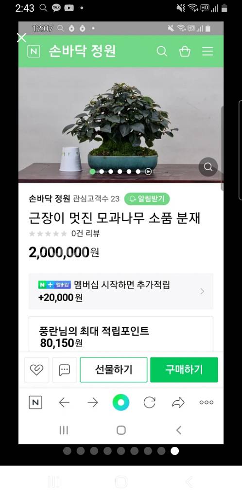 수령 45년 이상된 모과 나무분재 식물,꽃,화초 원예--8