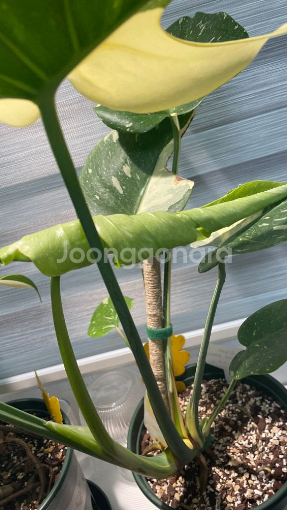 무늬몬스테라--5