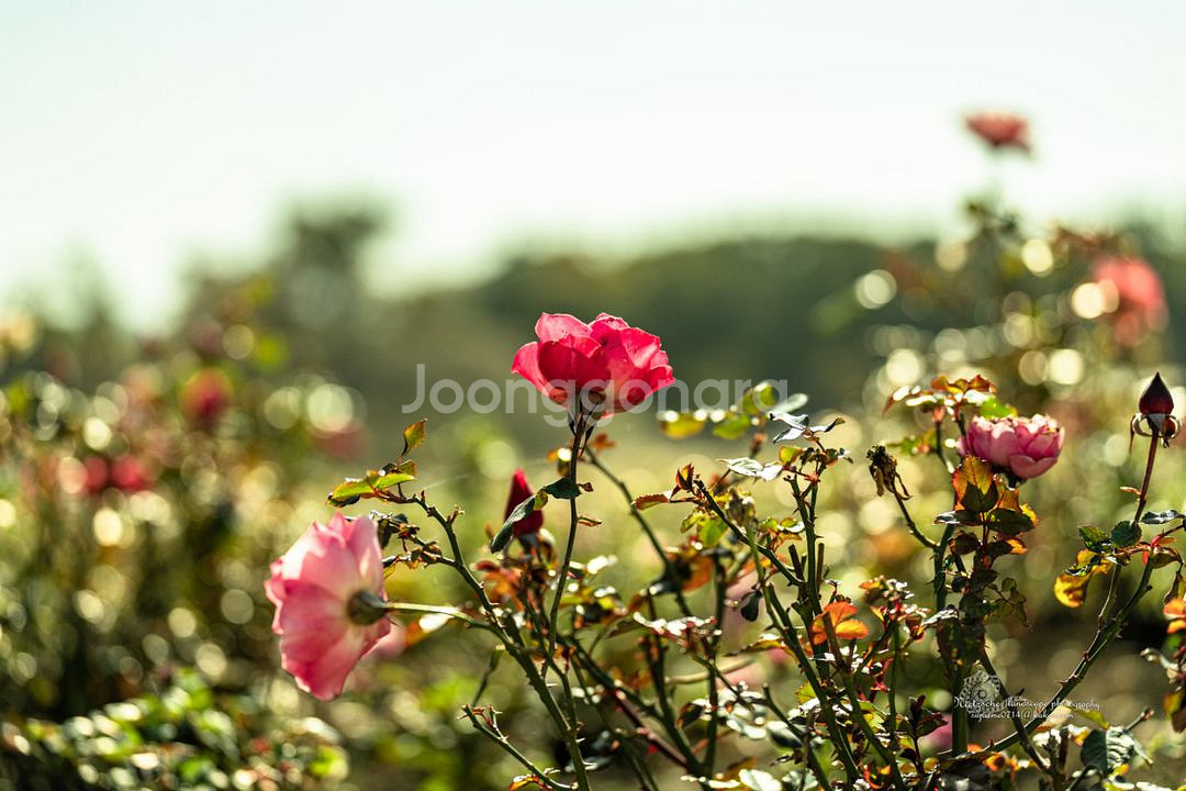 소니 A7RM3A--9