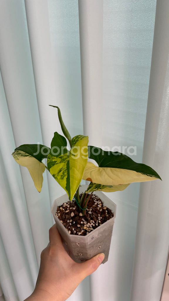 옐로우싱고니움--1