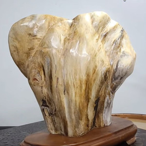 나무화석