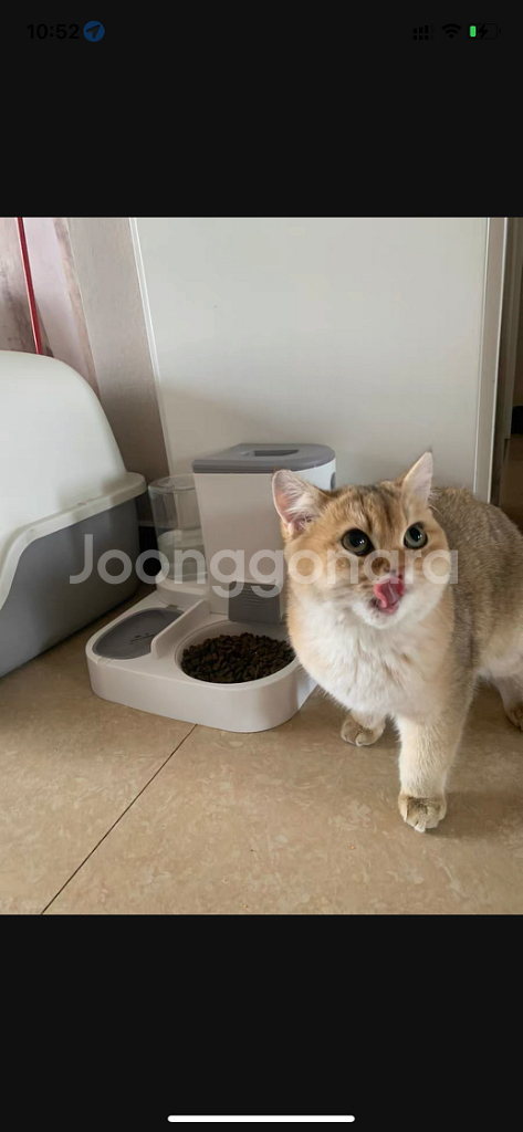 고양이자동급식기--0