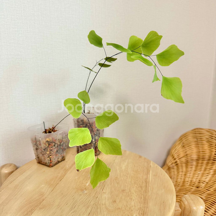 큰잎아디안텀 페루비아넘--1