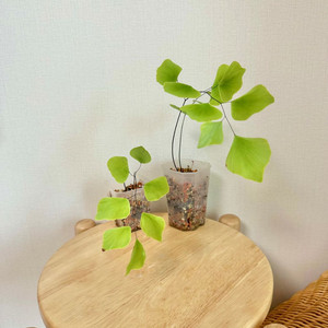 큰잎아디안텀 페루비아넘