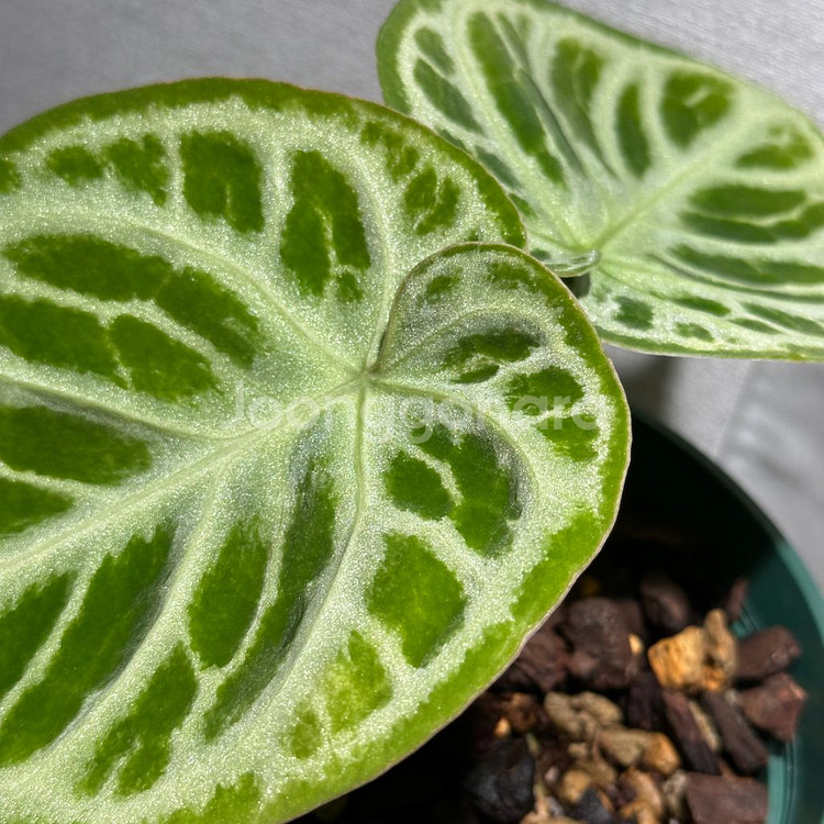 안스리움 도라야끼 실버보울--1