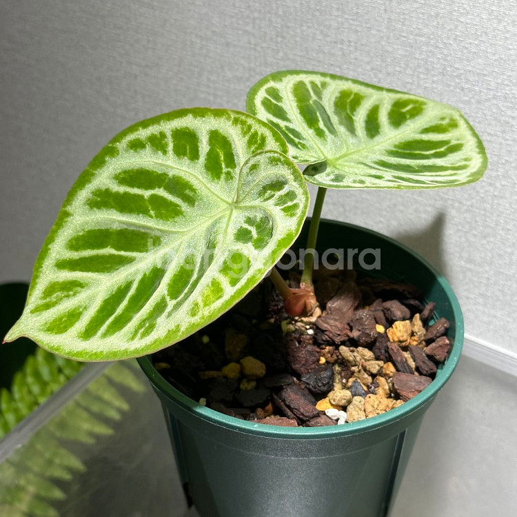 안스리움 도라야끼 실버보울--0