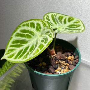 안스리움 도라야끼 실버보울