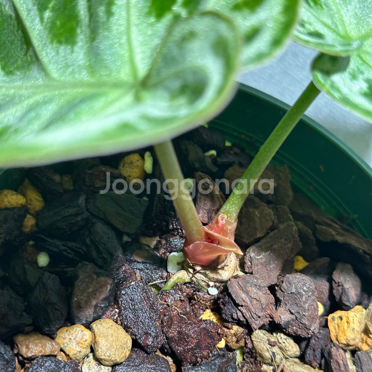 안스리움 도라야끼 실버보울--3