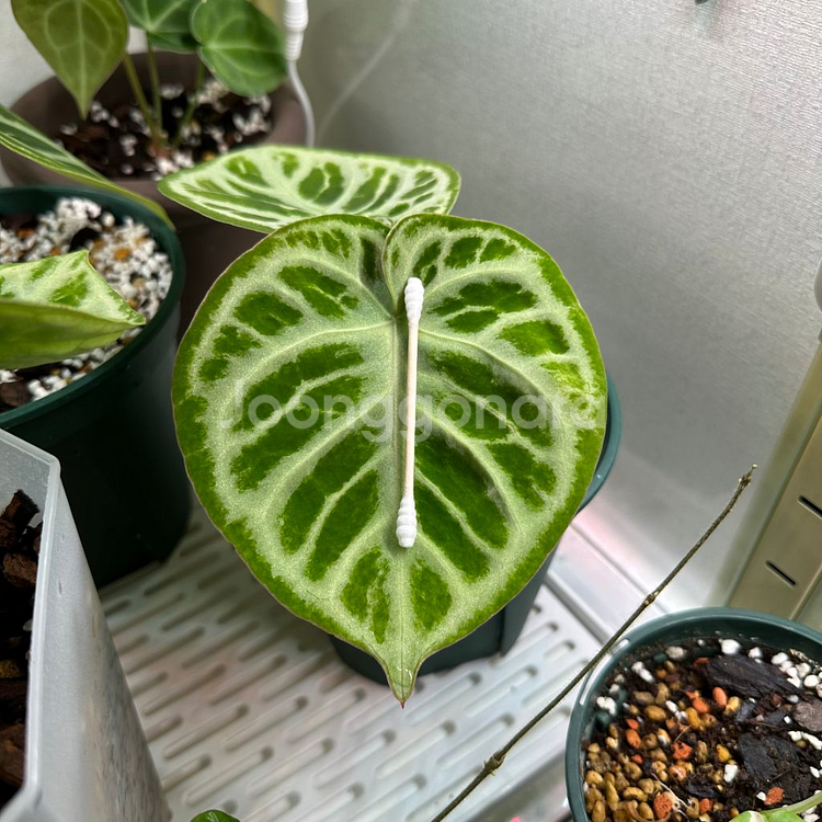 안스리움 도라야끼 실버보울--2