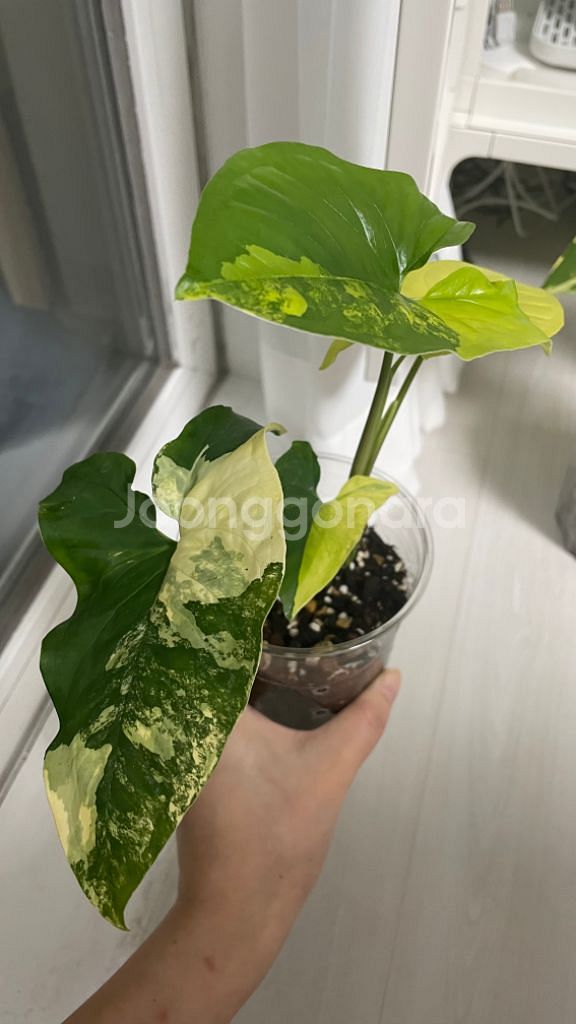 옐로우 싱고니움--1