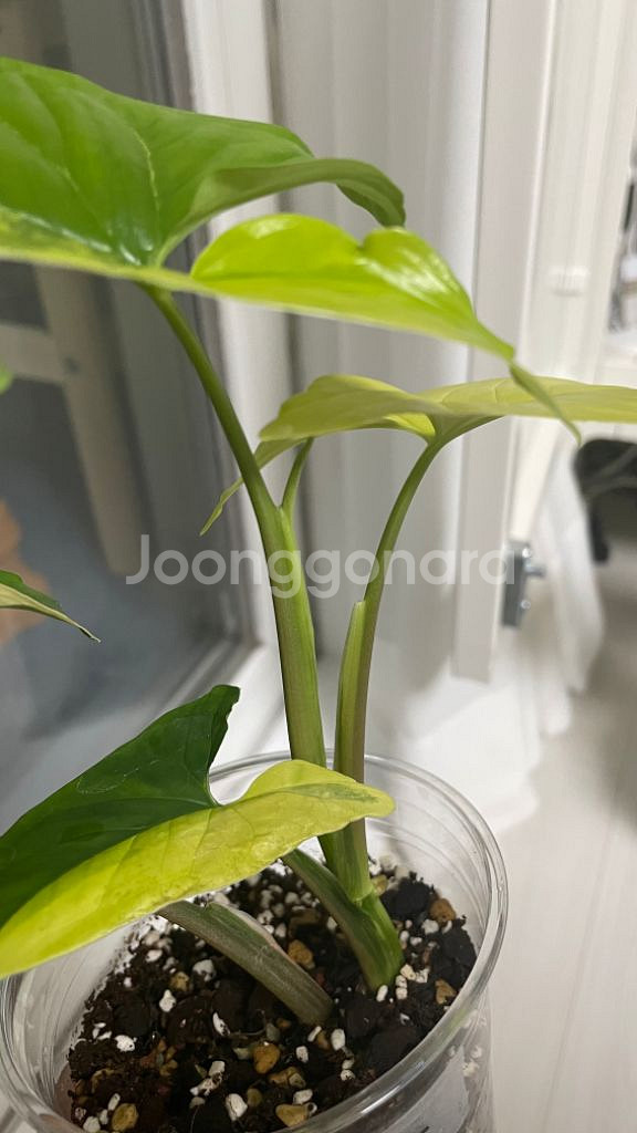 옐로우 싱고니움--2