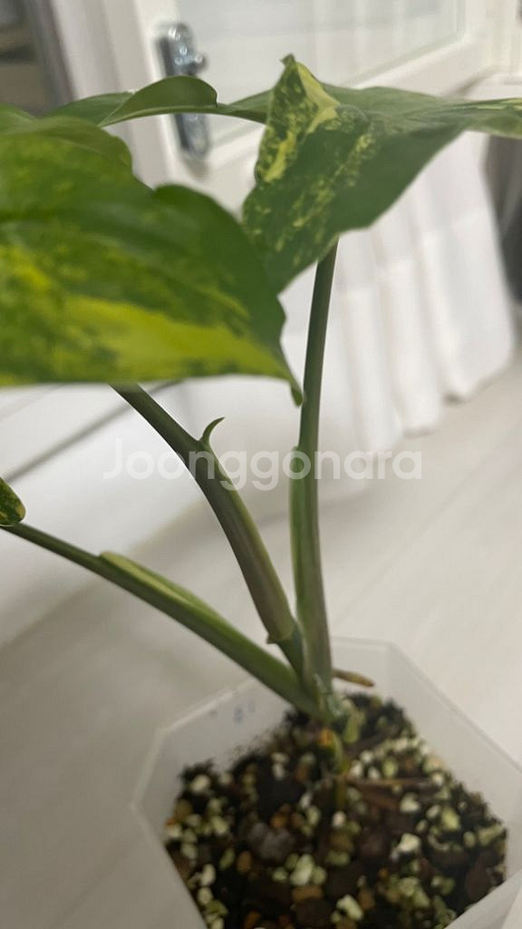 옐로우 싱고니움--1