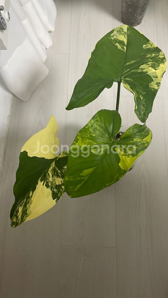 옐로우 싱고니움--2