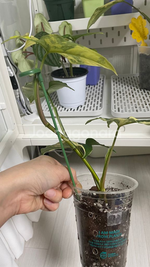 옐로우 싱고니움--1