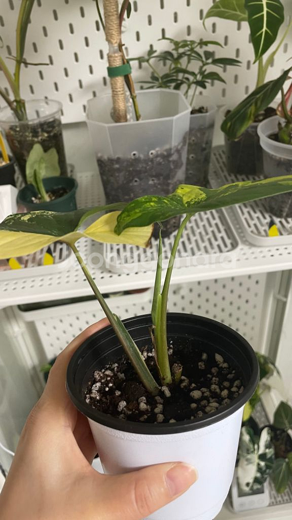 옐로우 싱고니움--1