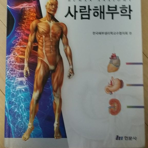 사람해부학