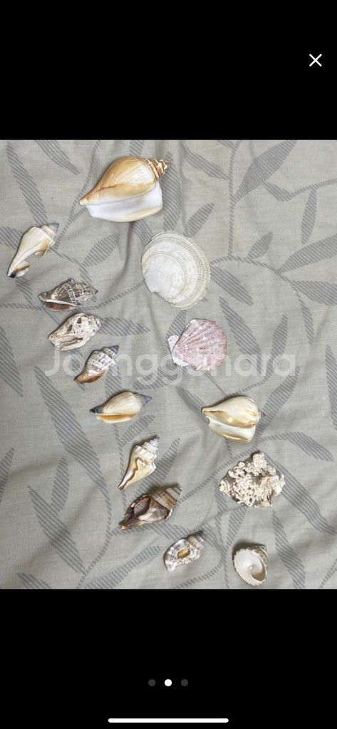 오키나와에서 산 데코껍데기--1