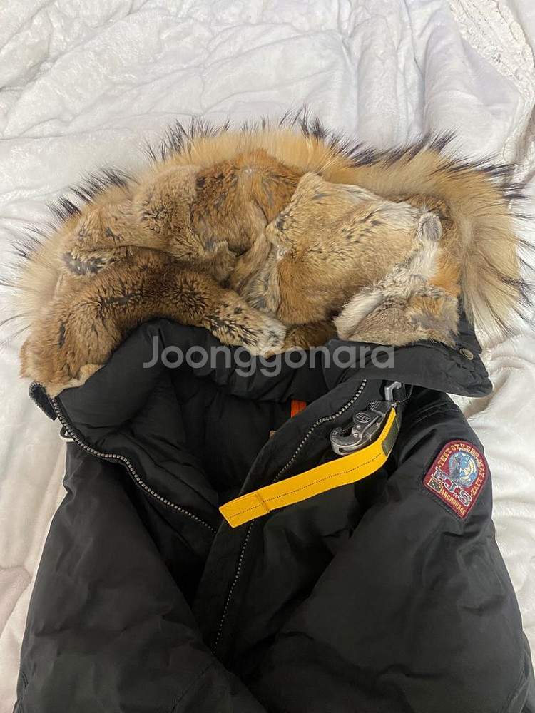 파라점퍼스M 오늘만 이가격--1