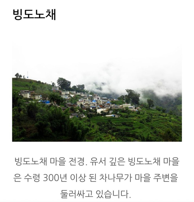 500년 생차 보이차 이미지