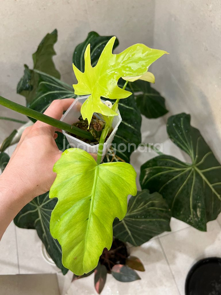 필로덴드론 라디아텀 바리에가타--0